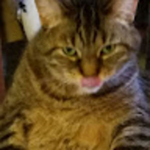 Meet your Posher, Kingpinsir